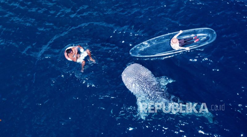 Pengunjung menaiki perahu transparan untuk melihat Hiu Paus (Rhincodon Typus) di objek wisata Desa Botubarani, Kabupaten Bone Bolango, Gorontalo,, Rabu (22/5/2024).