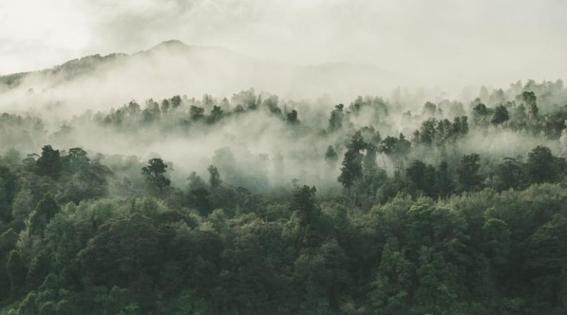 Hutan ilustrasi. Pendidikan kehutanan harus berorientasi pada kebutuhan masa depan.