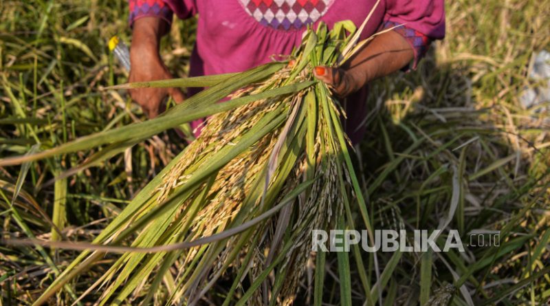 Epon Sukarsi (54) memanen padi yang ditanam di lahan kosong kawasan pinggiran Kanal Banjir Timur (KBT) , Duren Sawit, Jakarta, Rabu (4/9/2024).Epon Sukarsi bersama suami manfaatkan lahan kosong di pinggiran KBT untuk mananam padi sejak bulan Mei lalu. Kini padi yang ditanam dilahan sepanjang 70 meter itu telah memasuki masa panen. Menurut Epon sudah banyak tetangganya yang meminta beras dari hasil panennya. Namun dia masih mencari tempat/jasa penggilingan padi terdekat.
