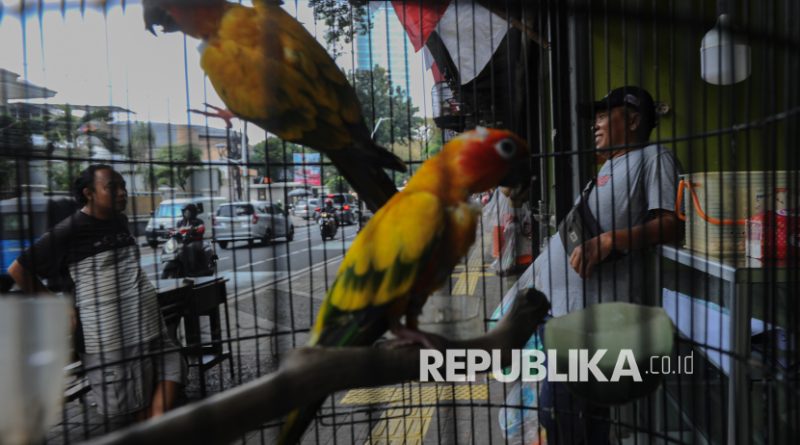 Aktivitas Pedagang Pasar Hewan Barito Jelang Direlokasi