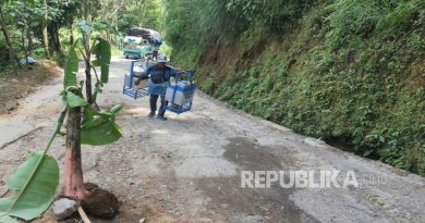 Jalan di Desa Cikahuripan, Kecamatan Lembang, Kabupaten Bandung Barat Ditanami Pohon Pisang Sebagai Simbol Protes karena Tak Kunjung Diperbaiki.