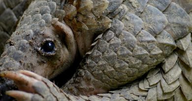 Dalam beberapa tahun terakhir terjadi peningkatan tren perdagangan sisik dan satwa trenggiling (Manis javanica).  (ilustrasi)