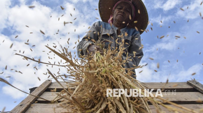 Petani merontokan padi saat panen raya di Kecamatan Lumbung, Kabupaten Ciamis, Jawa Barat. Menteri Dalam Negeri Tito Karnavian menyampaikan beras berperan besar meredam laju inflasi nasional pada Oktober 2025.  (ilustrasi)