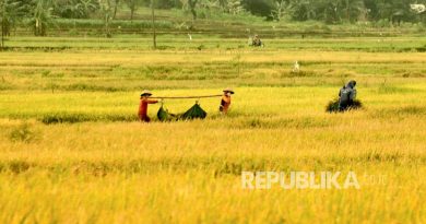 Ilustrasi para petani memanen padi secara tradisional di sawah yang mereka garap, di lingkungan di Desa Boto, Kecamatan Bancak, Kabupaten Semarang, pada masa panen raya padi Februari 2023 lalu. Dispertanikap Kabupaten Semarang melakukan antisipasi dalam menjaga produktifitas pertanian di tengah prediksi El Nino lemah yang berpeluang terjadi pada pertengahan tahun ini.