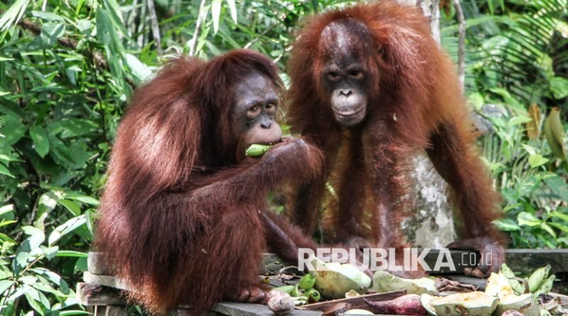 Tiga Orang Utan Subspesies Pongo Pygmaeus Wurmbii Dilepasliarkan di Pulau Bangamat
