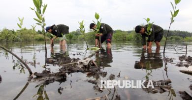Mahasiswa menanam mangrove di Pesisir Danau Siombak, Medan Marelan, Medan, Sumatera Utara, Kamis (5/6/2025).