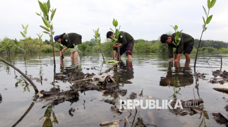 Mahasiswa menanam mangrove di Pesisir Danau Siombak, Medan Marelan, Medan, Sumatera Utara, Kamis (5/6/2025).