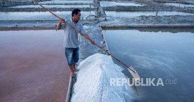 Petani memanen garam di Pusat Penggaraman Talise, Palu, Sulawesi Tengah, Senin (23/10/2023).