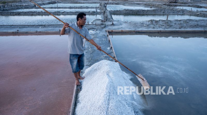 Petani memanen garam di Pusat Penggaraman Talise, Palu, Sulawesi Tengah, Senin (23/10/2023).