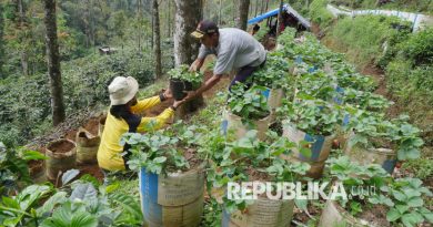 Petani menanam bibit stroberi di ladang stroberi kawasan hutan Rancaupas, Ciwidey, Kabupaten Bandung, Sabtu (4/10/2025). Buah stroberi adalah salah satu produk unggulan hasil pertanian di kawasan Ciwidey dan Rancabali. Para pengunjung yang berkegiatan outdoor dapat langsung menikmati stroberi dengan membeli langsung dari petani dengan harga murah.