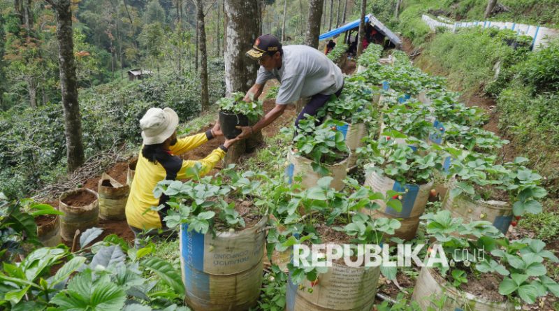Petani menanam bibit stroberi di ladang stroberi kawasan hutan Rancaupas, Ciwidey, Kabupaten Bandung, Sabtu (4/10/2025). Buah stroberi adalah salah satu produk unggulan hasil pertanian di kawasan Ciwidey dan Rancabali. Para pengunjung yang berkegiatan outdoor dapat langsung menikmati stroberi dengan membeli langsung dari petani dengan harga murah.