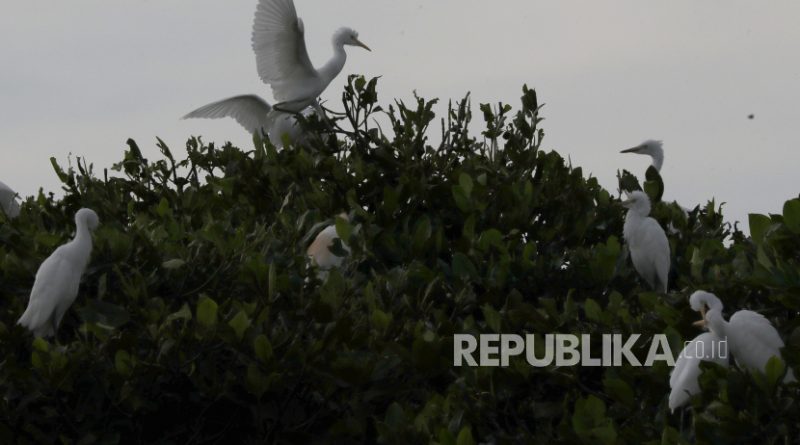 Kawanan burung kuntul kecil (Egretta garzetta) di kawasan hutan mangrove, pesisir Pantai Laut Selat Malaka, Baitusalam, Aceh Besar, Aceh, Jumat (3/2/2023). Ribuan burung dari keluarga Ardeidae di kawasan hutan mangrove yang telah direhabilitasi pascabencana tsunami akhir 2004 itu memiliki potensi untuk dikembangkan sebagai destinasi ekowisata. ANTARA FOTO / Irwansyah Putra/tom.