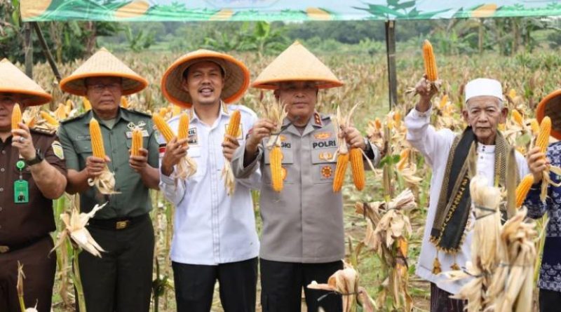 Polda Banten perkuat swasembada pangan lewat panen jagung kuartal IV.